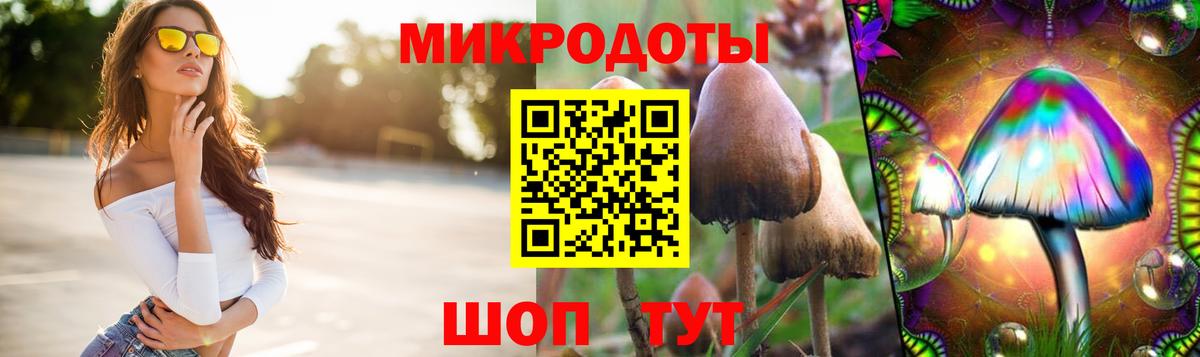 Псилоцибиновые грибы Psilocybe Рязань